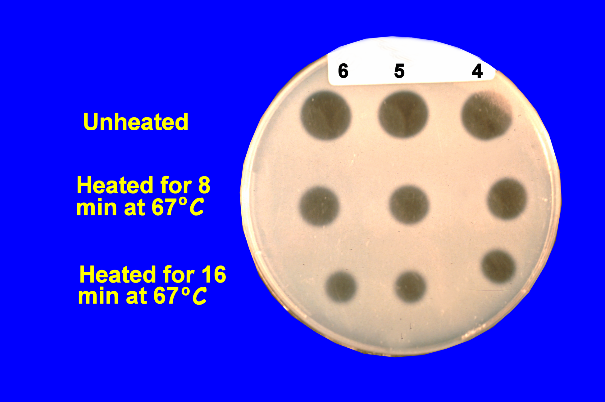Protease Gelatin gel test Footrot Sydney