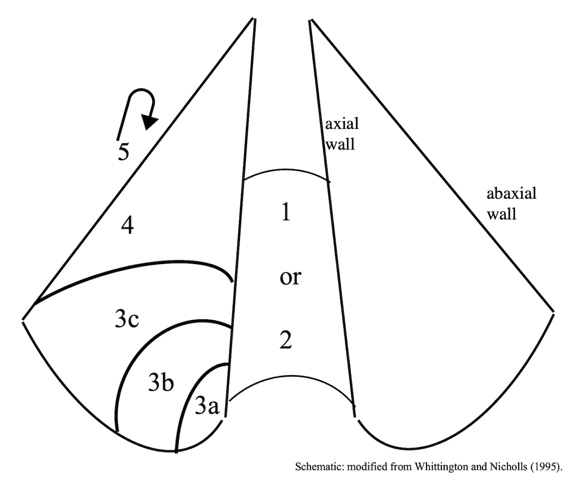 Footscore schematic 0-5